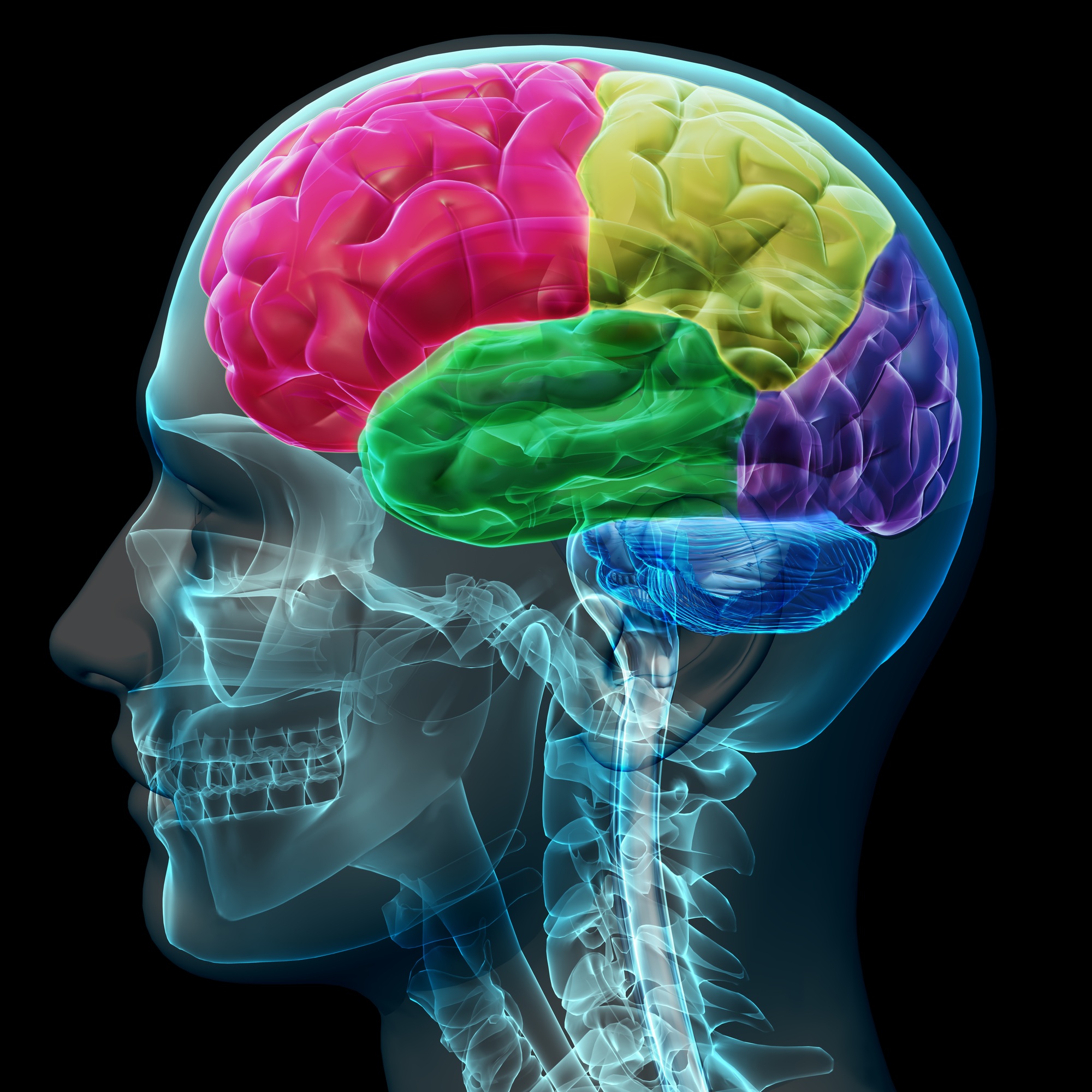 Brain coloured sections
