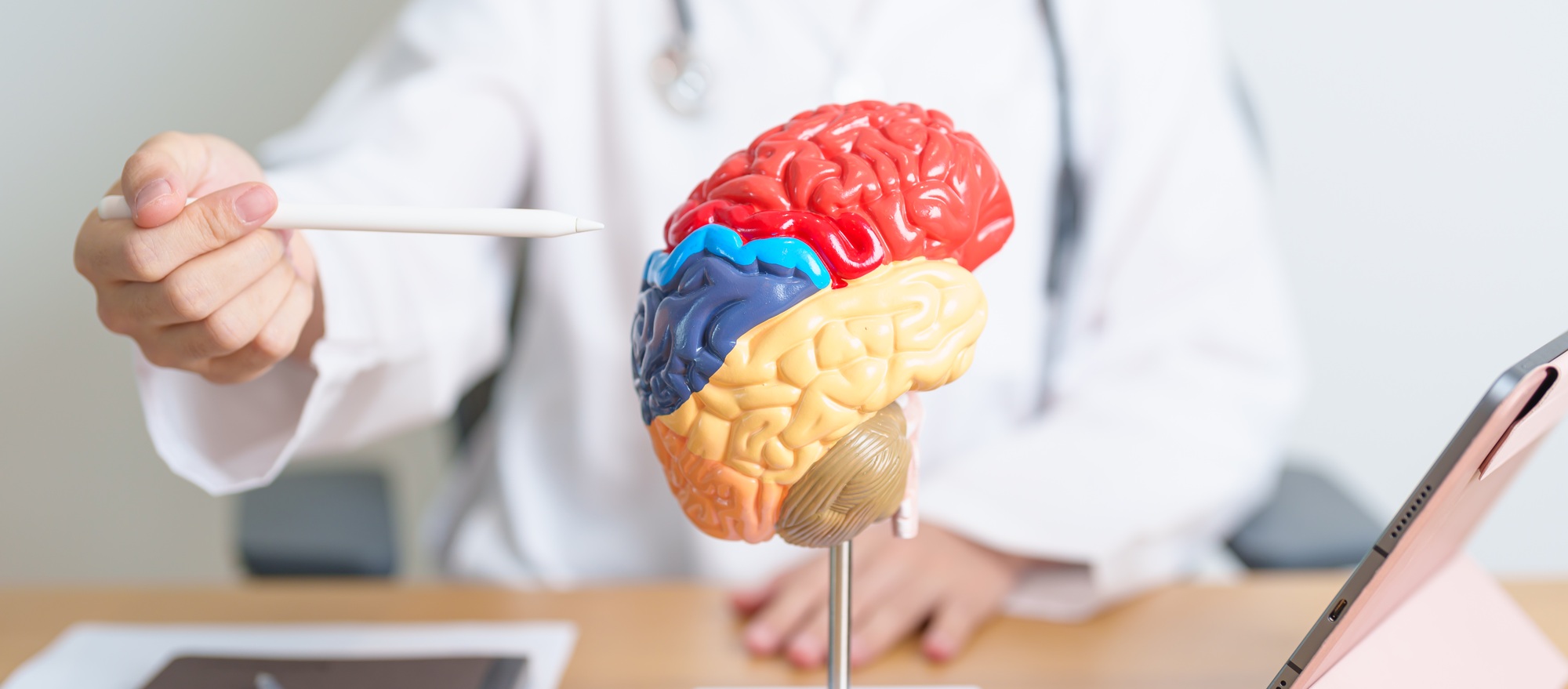 doctor with human Brain anatomy model and tablet.